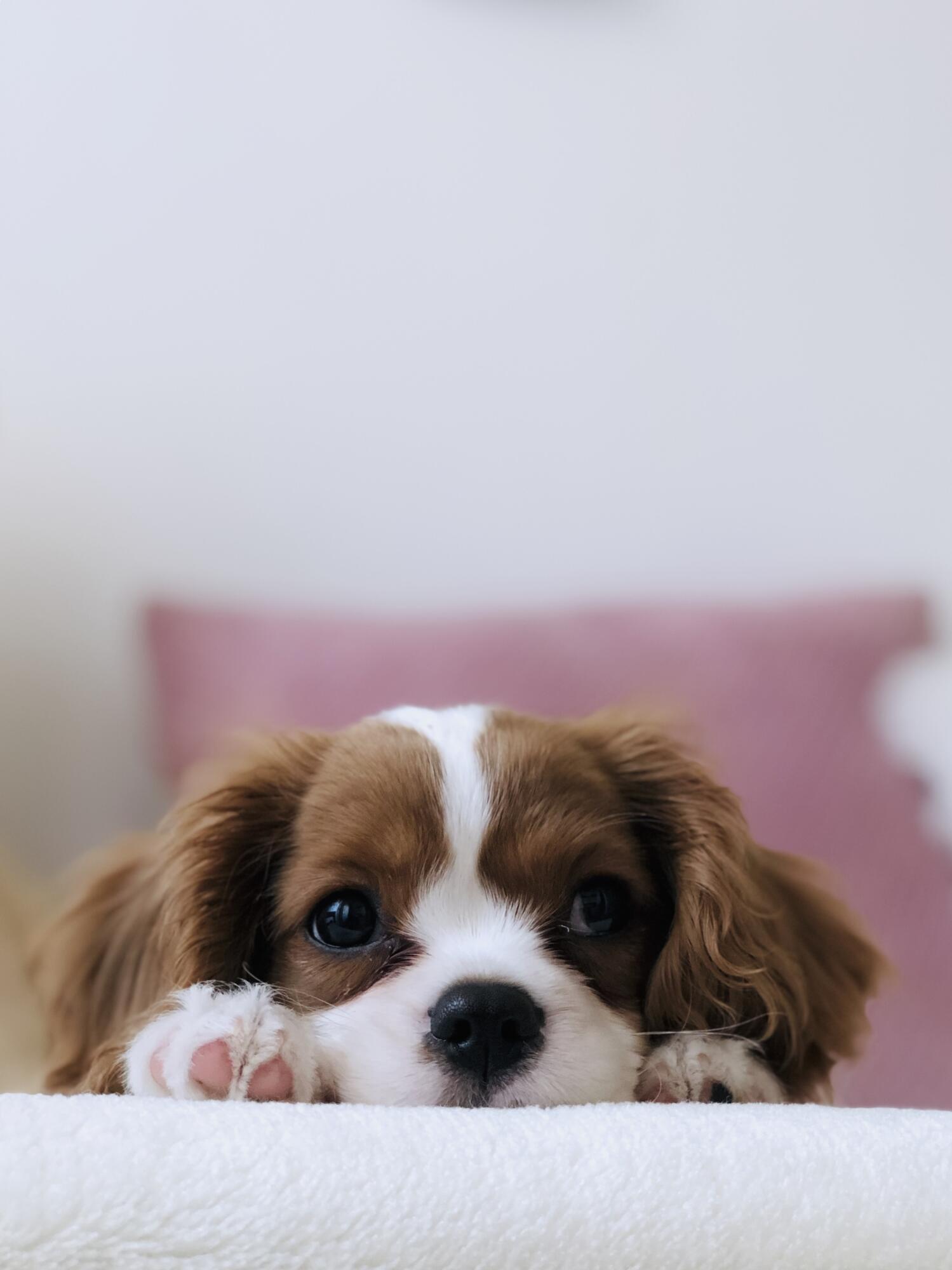 Pros and Cons of Allowing Pets in Your Corpus Christi, TX Rental Property